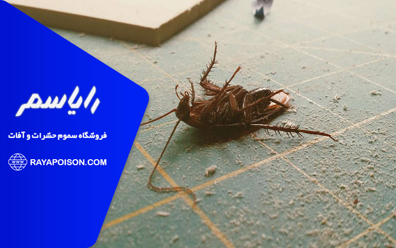 نکات مهم استفاده از بهترین سم سوسک