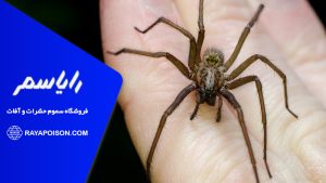 نیش عنکبوت و 11 روش درمان خانگی