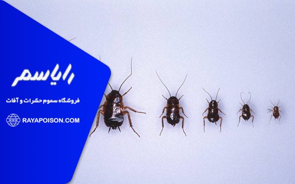 قوی ترین سم سوسک ریز