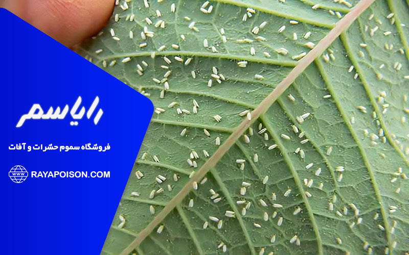 آسیب های ناشی از وجود مگس سفید