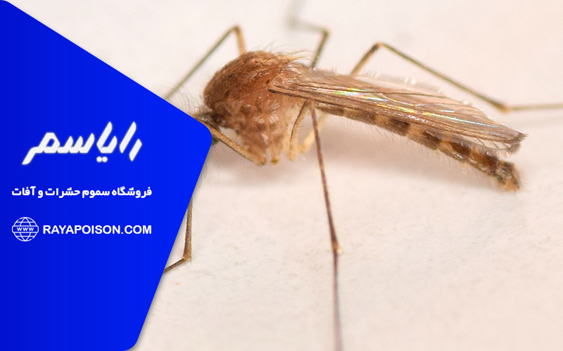 استفاده از روغن های طبیعی برای دفع پشه ها