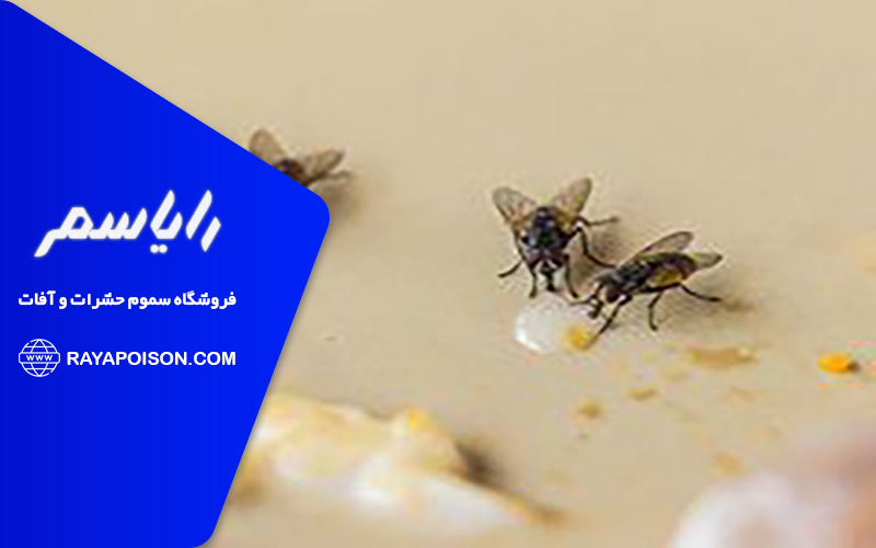 رفتار و عادت های مگس ها