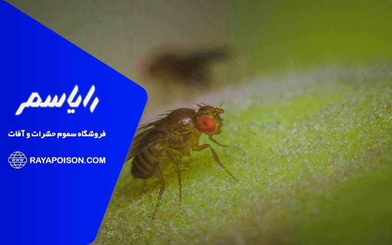 چگونه مگس ها را کنترل کنیم؟