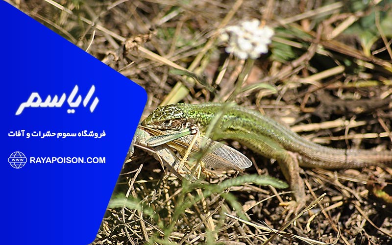 مواد طبیعی برای دفع مارمولک ها