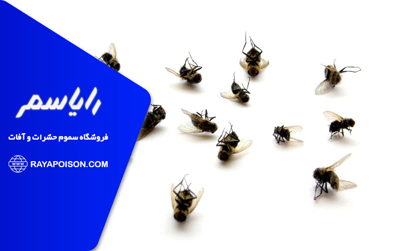 روش های مقابله با مگس ها در خانه