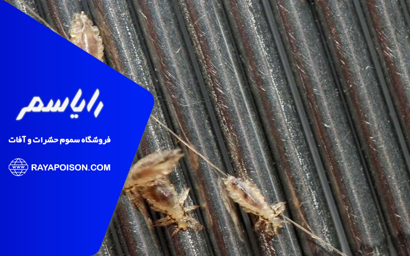 روش های مختلف درمان شپش