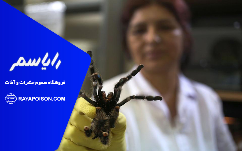 چگونه از نیش رتیل جلوگیری کنیم؟