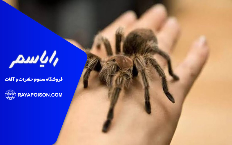 آیا نیش رتیل کشنده است؟