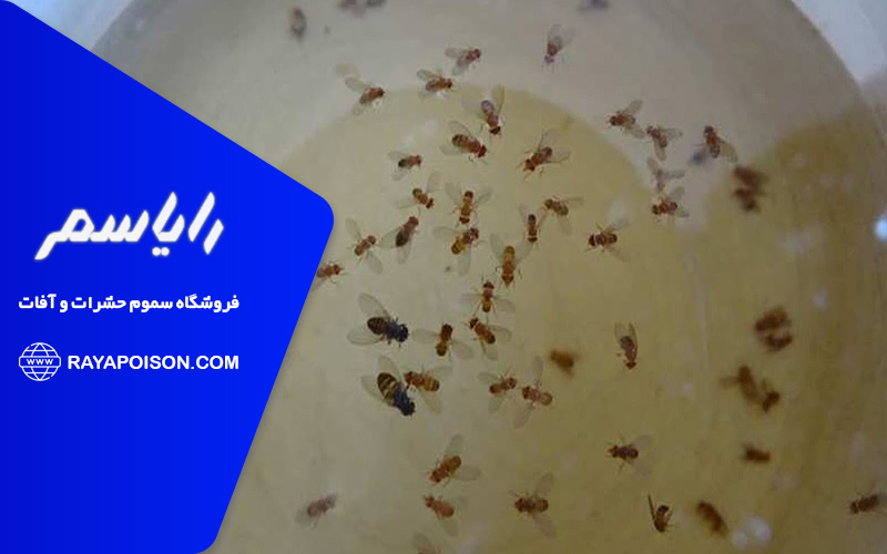 راهکارهای پیشگیری از ورود مگس ها