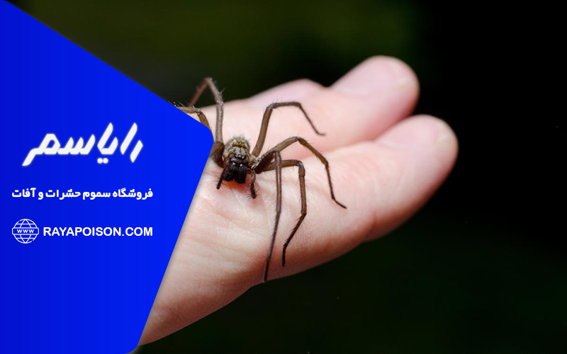 علائم نیش رتیل در انسان