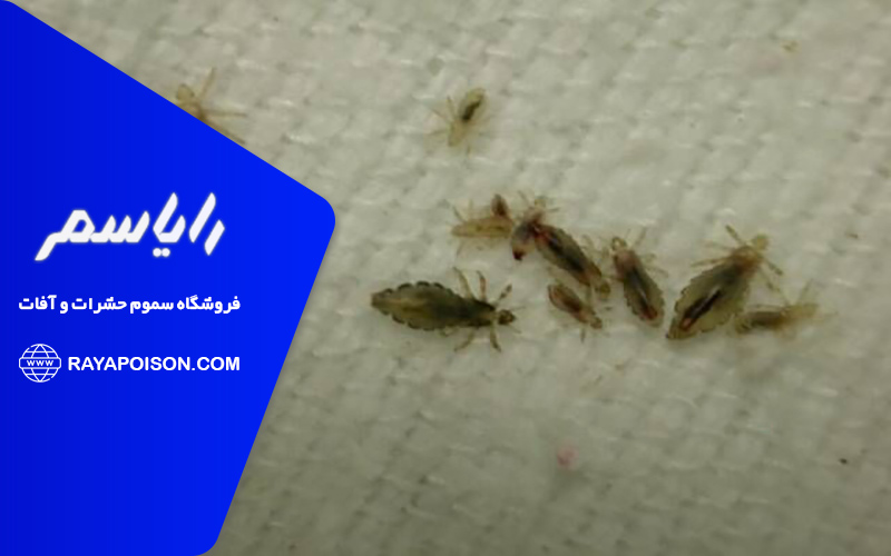 محل زندگی شپش