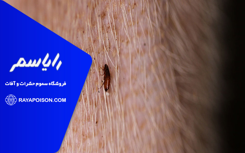 راه های انتقال کک به انسان