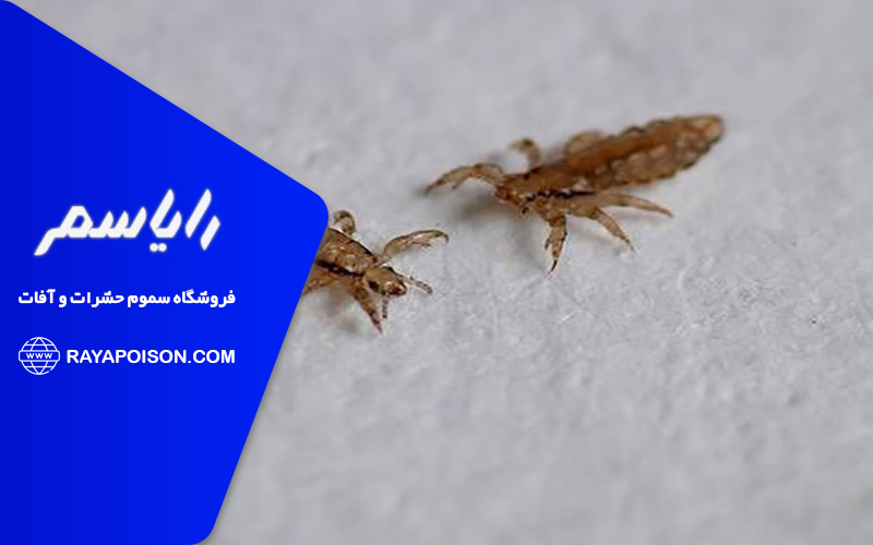 راهکارهای پیشگیری از شپش