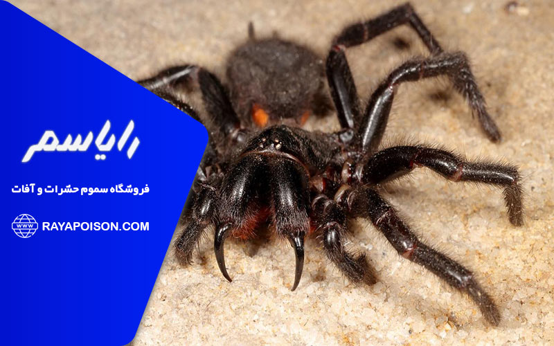 بهترین سم های موجود برای کشتن عنکبوت ها