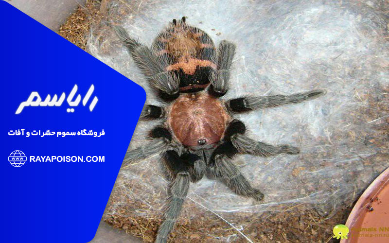 رتیل های خانگی و نحوه برخورد با آن ها