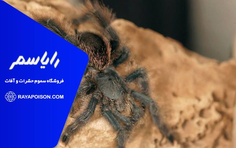 رتیل ها چگونه حمله می کنند؟