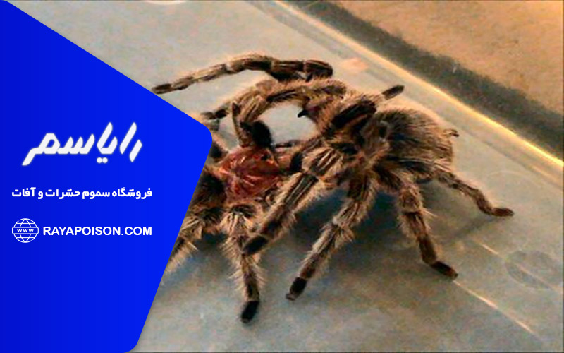 چگونه از حمله رتیل جلوگیری کنیم؟
