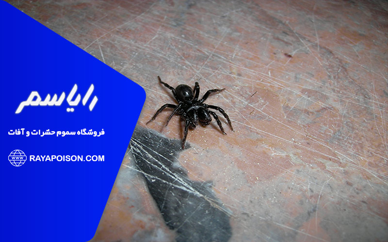 رتیل های غیر سمی