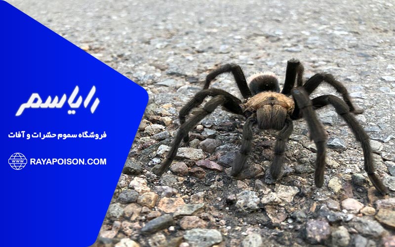 رتیل های سمی