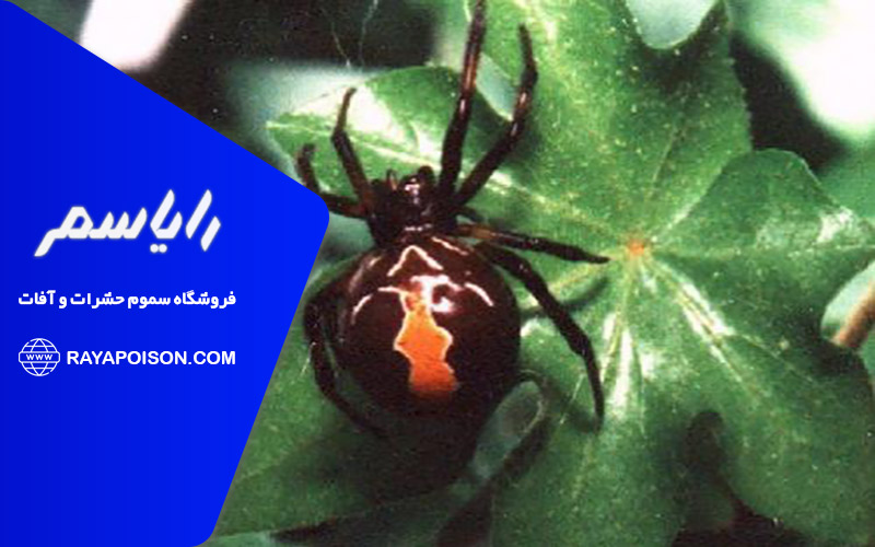 تفاوت های اصلی بین رتیل های سمی و غیرسمی