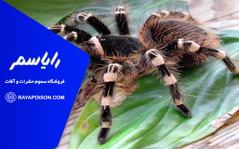 چه عواملی باعث تحریک رتیل ها می شود؟