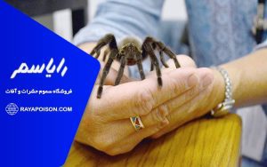 نقش نظافت در کاهش حضور رتیل ها