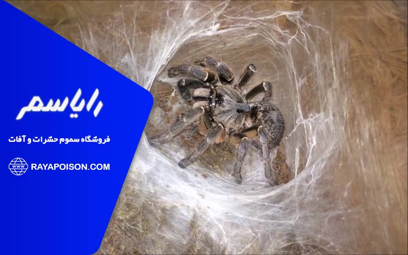 ارتباط بین نظافت و کاهش حضور رتیل ها