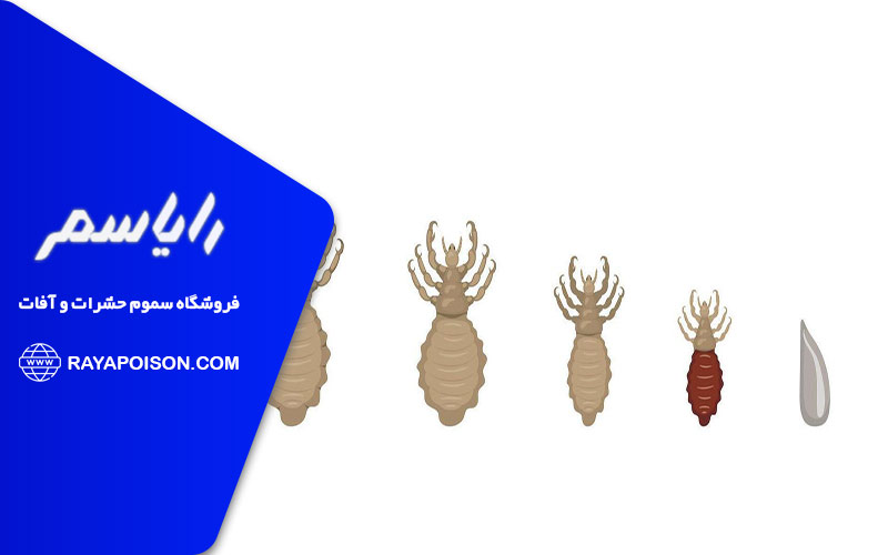 انواع شپش در بدن انسان