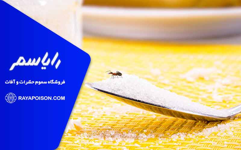 تأثیر شکر و جوش شیرین در نابودی مورچه ها چگونه است؟