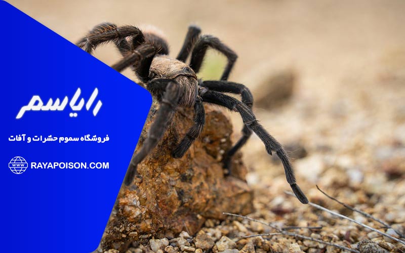 راهکارهای پیشگیری از بازگشت رتیل ها