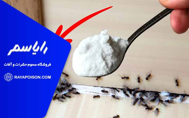 اشتباهات رایج در استفاده از شکر و جوش شیرین برای نابودی مورچه ها