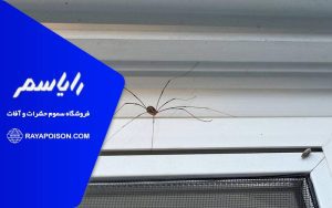 چگونه از ورود عنکبوت به خانه جلوگیری کنیم؟