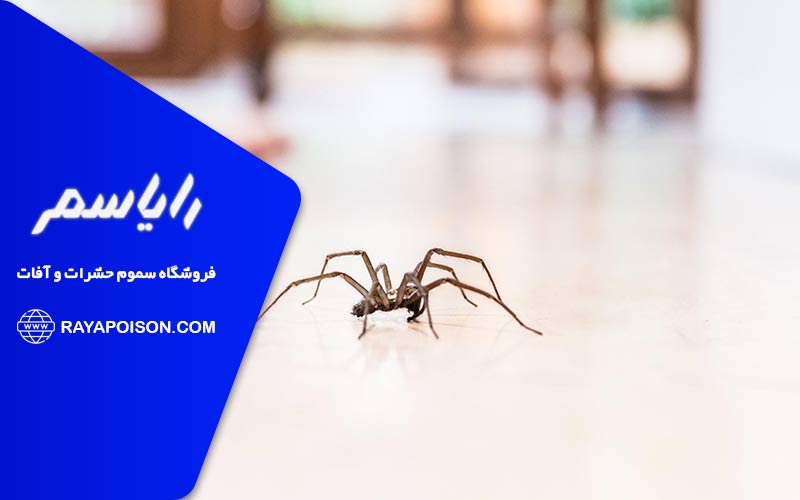 راهکارهای نظارتی موثر برای پیشگیری از ورود عنکبوت