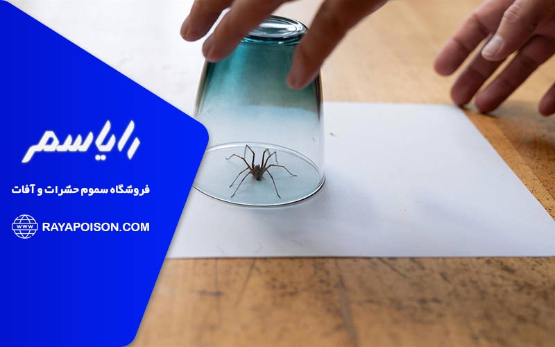 راهکارهای نظارتی موثر برای پیشگیری از ورود عنکبوت