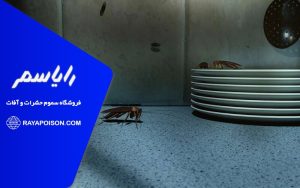 چرا سوسک ها شب ها دیده نمی شوند