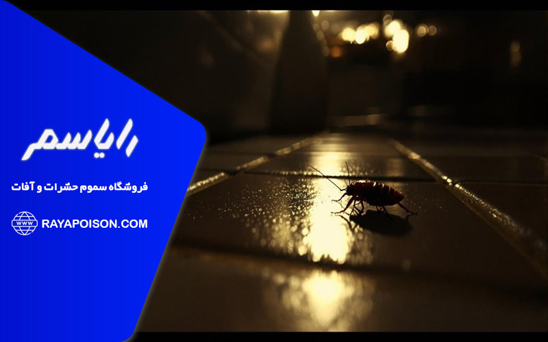 تاثیر نور مصنوعی بر رفتار سوسک ها