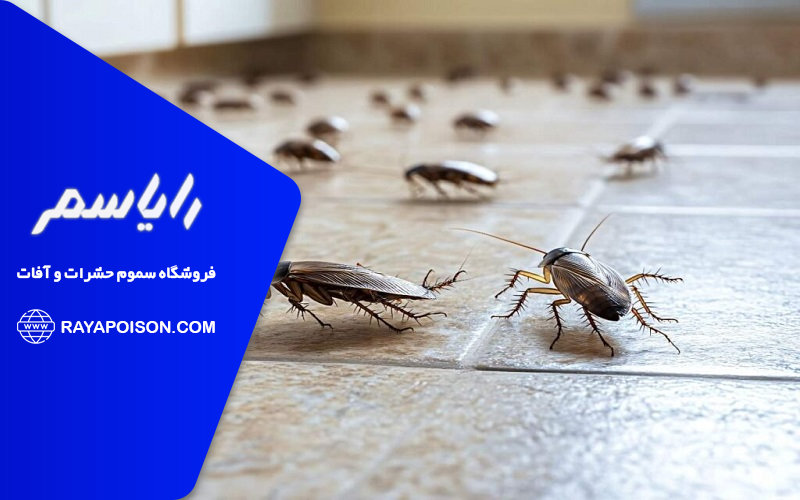راهکارهای اصولی برای ریشه کن کردن سوسک ها