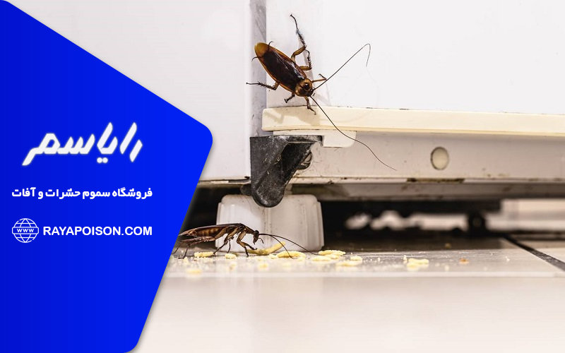 دلایل آمدن سوسک به خانه