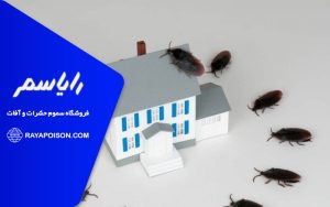 سوسک ها چرا به خانه می آیند