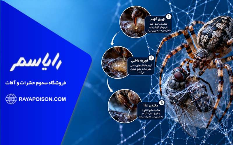 نحوه تغذیه عنکبوت و شکار مگس و حشرات