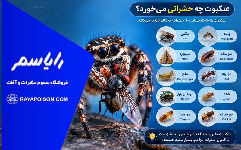 شکار حشرات توسط عنکبوت در تار عنکبوت
