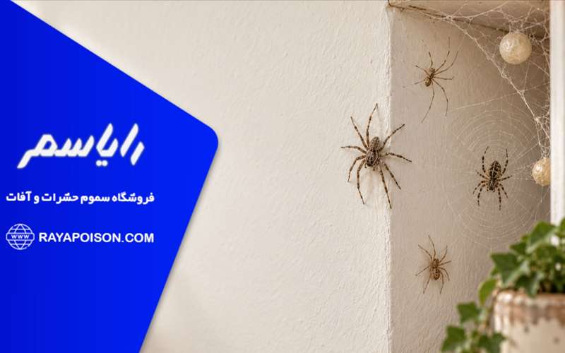 مخفی گاه عنکبوت ها در خانه