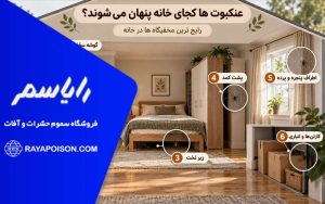 7 جای مخفی عنکبوت که باید بررسی کنید