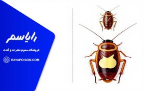 فرق سوسک ریز با سوسک بزرگ