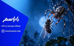 رابطه عنکبوت و حشرات و روش شکار طعمه